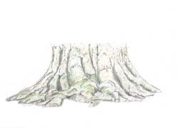 tekening van een oude boomstronk
