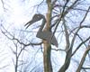 Een grote vogel, de hornbill,  van rvs in een boom