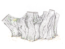 tekening van een oude boomstronk van een Schietwilg met als titel Über meiner Mütze nur die Sterne