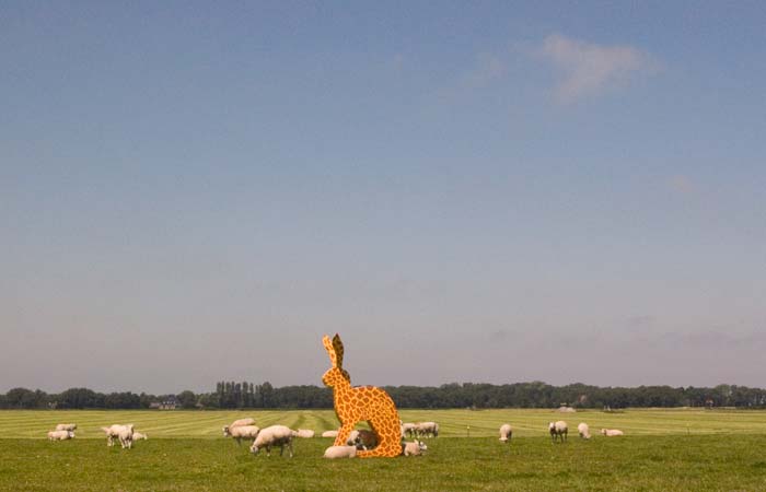 Aan de horizon achter de duinen de zee. Het beeld een haas met de patronene van een giraf staat midden in het vlakke land van Noord holland en wordt omringd door schapen.